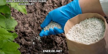 Elma Ağacı İçin Hangi Gübre Kullanılır?