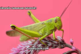 Çekirgenin Zararları Nelerdir?