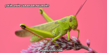 Çekirgenin Zararları Nelerdir?