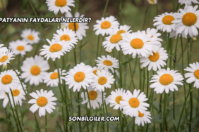 Papatyanın Faydaları Nelerdir?