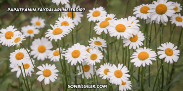 Papatyanın Faydaları Nelerdir?